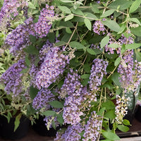 Vlinderstruik 'Dreaming Lavender' - Buddleja dreaming lavender - Vlinderstruiken en bijenplanten
