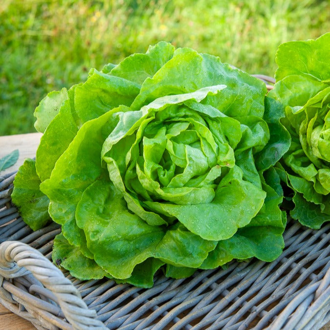 Kropsla 'Appia' - Lactuca sativa Appia - Bakker