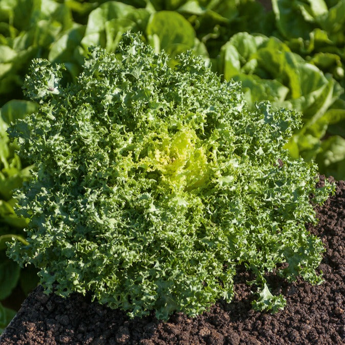 Kruladijvie 'De Ruffec' - Cichorium endivia de ruffec - Bakker