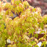 Japanse esdoorn 'Katsura' - Acer palmatum katsura - Tuinplanten