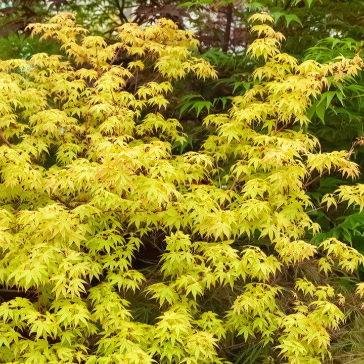 Japanse esdoorn - Japanse esdoorn 'Katsura' - Acer palmatum Katsura