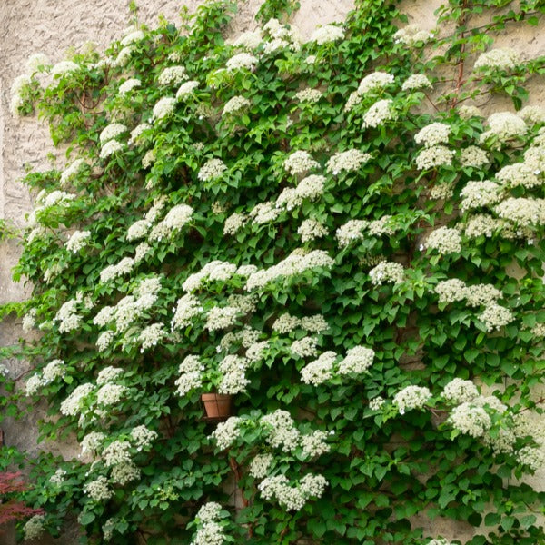 Klimhortensia - Hydrangea anomala petiolaris - Bakker