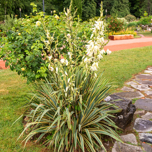 Palmlelie 'Bright Eyes' - Yucca filamentosa Bright Edge