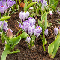 Grootbloemige krokus 'Pickwick' (x15) - Crocus vernus pick wick - Bakker