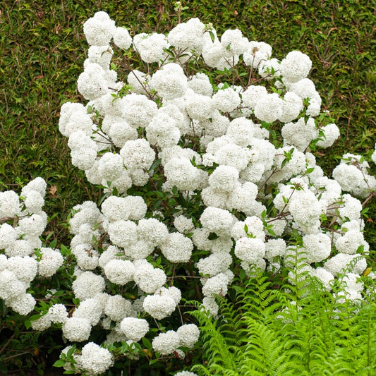 Sneeuwbal 'Eskimo' - op stam - Viburnum eskimo - Tuinplanten