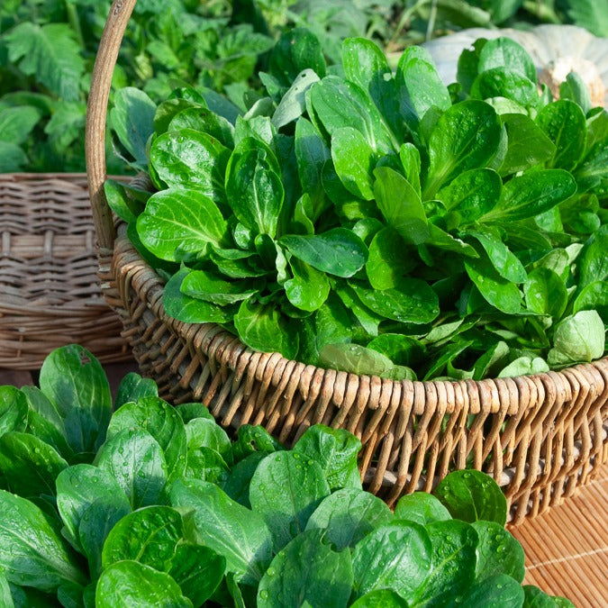 Veldsla 'Gala' - Valerianella locusta gala - Bakker