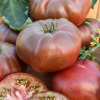 Tomaat 'Noire de Crimée' - Solanum lycopersicum noire de crimée - Tomaten