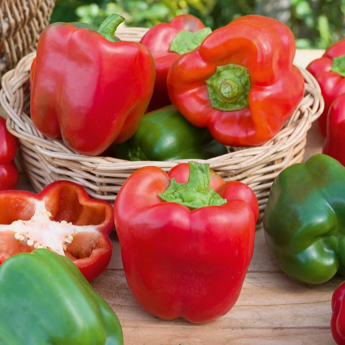 Paprika 'California Wonder' - Capsicum annuum California Wonder - Bakker