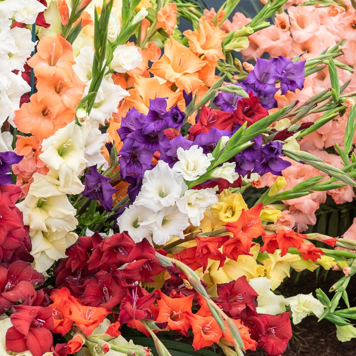 Bloembollenpaketten - Verpakking van 312 bollen - Anemone, Brodiae, Gladiolus, Sparaxis, Freesia, Acidanthera