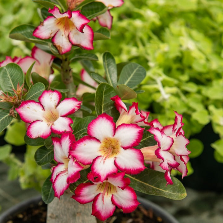 Kamerplanten met potten - Woestijnroos en pot - Adenium obesum