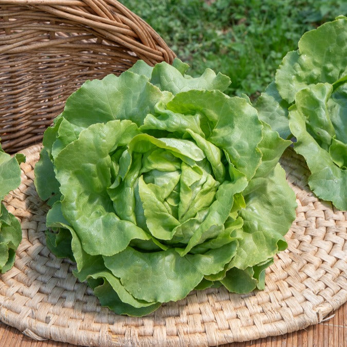Knopsla 'Sylvesta' - Lactuca sativa sylvesta - Bakker