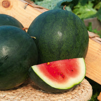 Watermeloen 'Sugar Baby' - Citrullus lanatus sugar baby - Bakker