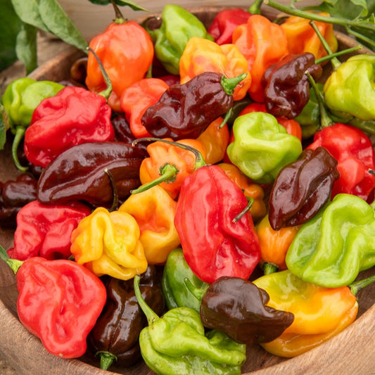 Habanero peper - Bakker