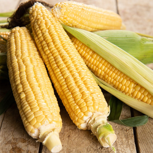 Maïs 'Golden Bantam' BIO - Bakker