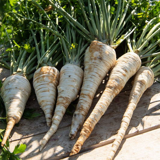 Wortelpeterselie halflange - Bakker