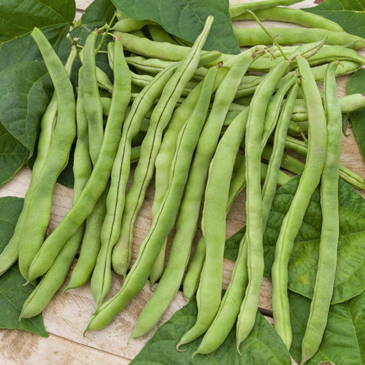 Stokslaboon Neckarkönigin - Bakker