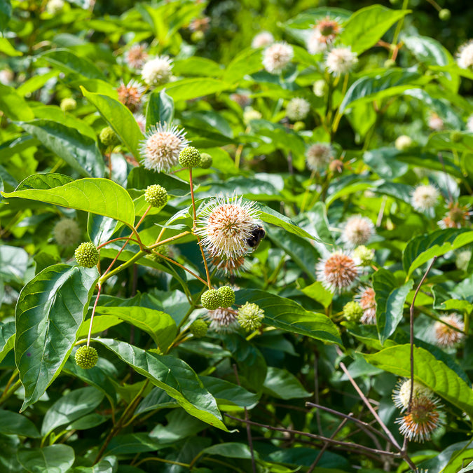 Bloeiende heesters - Kogelbloem - Cephalanthus occidentalis