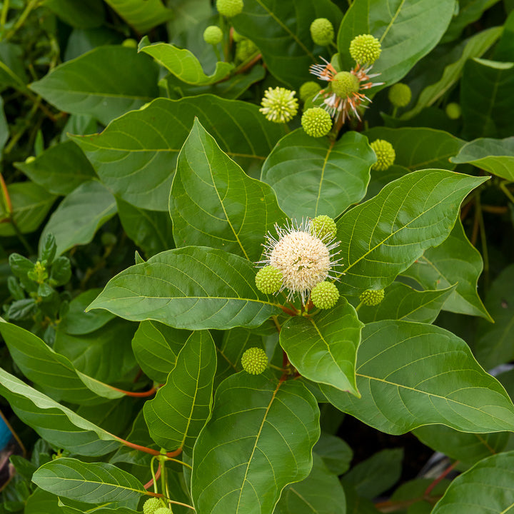 Verkoop Kogelbloem - Cephalanthus occidentalis