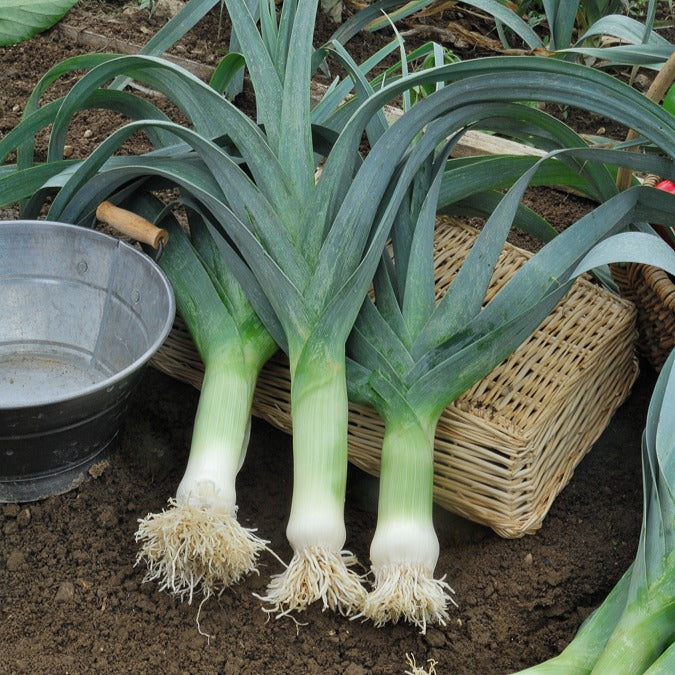 Prei 'Electra' - Allium porrum electra (obtention clause) - Bakker