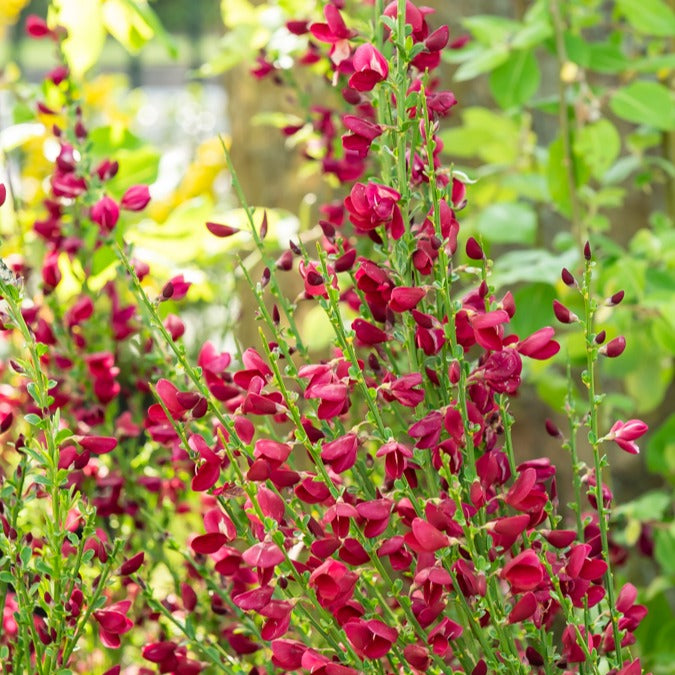Brem 'Boskoop Ruby' 9 cm - Bakker