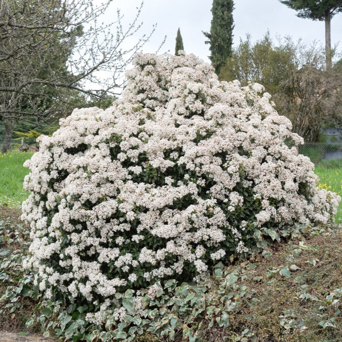 Viburnum tinus - Sneeuwbal Tinus - Sneeuwbal (Viburnum)