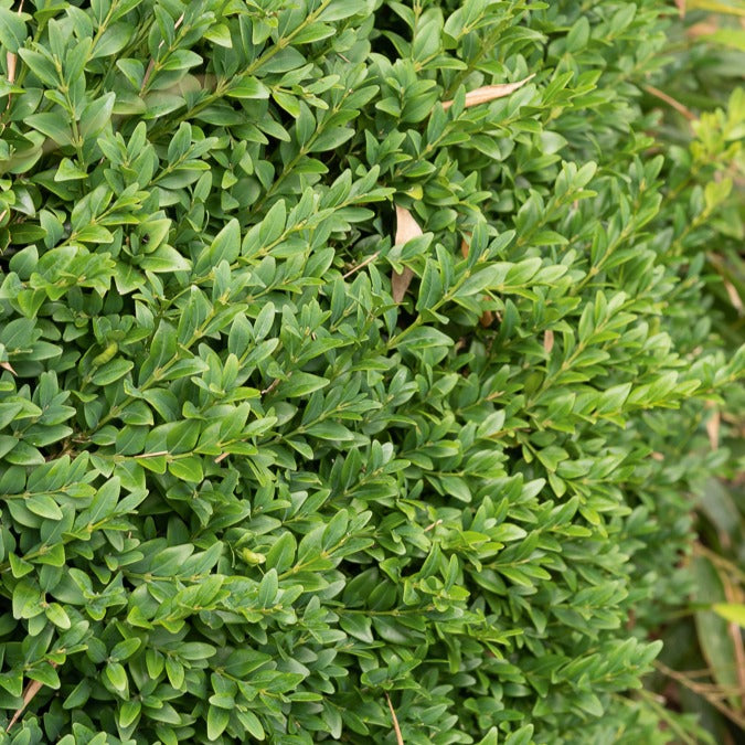 Verkoop Buxus - Buxushaag