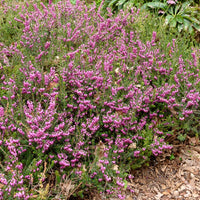 Erica darleyensis furzey - Winterheide 'Furzey' - Heideplanten