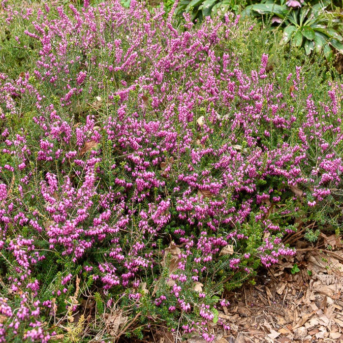 Winterheide 'Furzey' - Erica darleyensis furzey - Terras- en balkonplanten