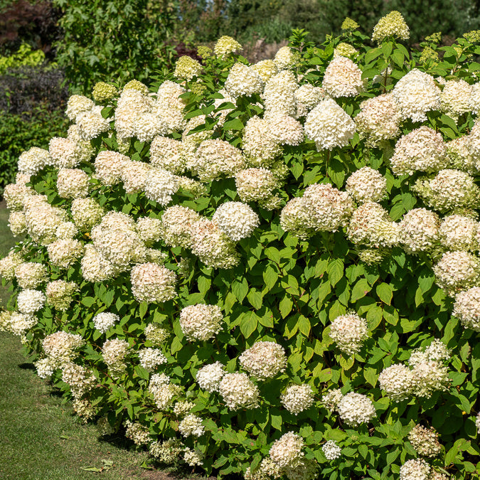 Verkoop Pluimhortensia 'Silver Dollar' - Pluimhortensia