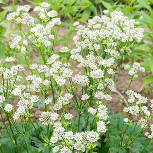 Zeeuws knoopje Star of Billion - Bakker