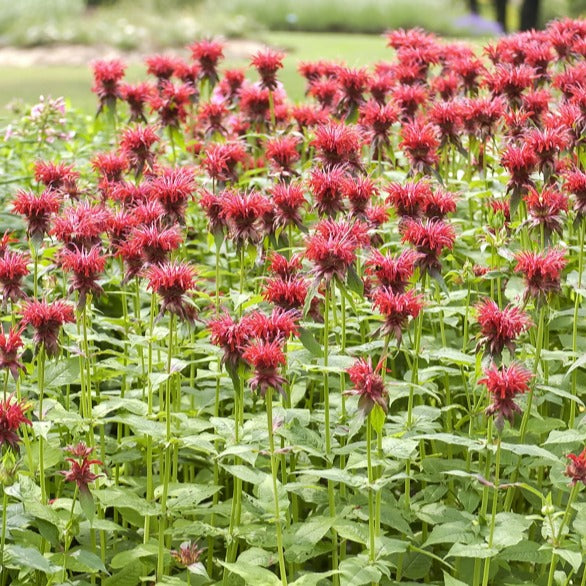 Bergamotplant Cambridge Scarlet (x3) - Monarda cambridge scarlet - Tuinplanten