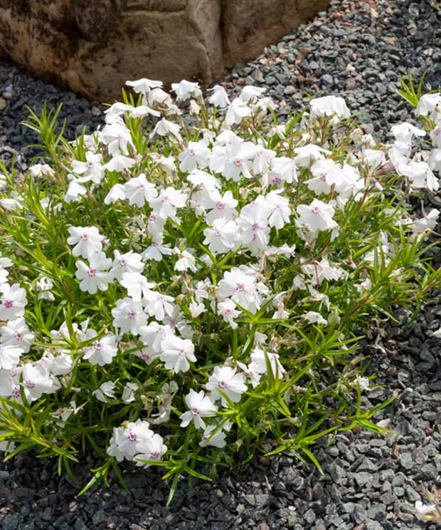 Vlambloem Maischnee - Phlox subulata maischnee - Tuinplanten