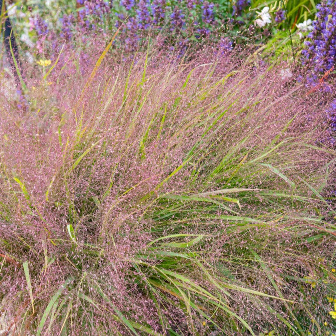 Liefdesgras - Eragrostis spectabilis - Bakker