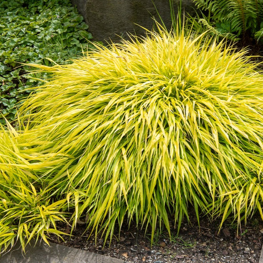 Hakonechloa macra all gold