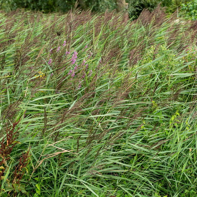 Phragmites australis - Gewoon riet - Riet