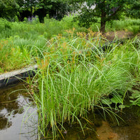 Siergrassen - Cypergras - Cyperus longus