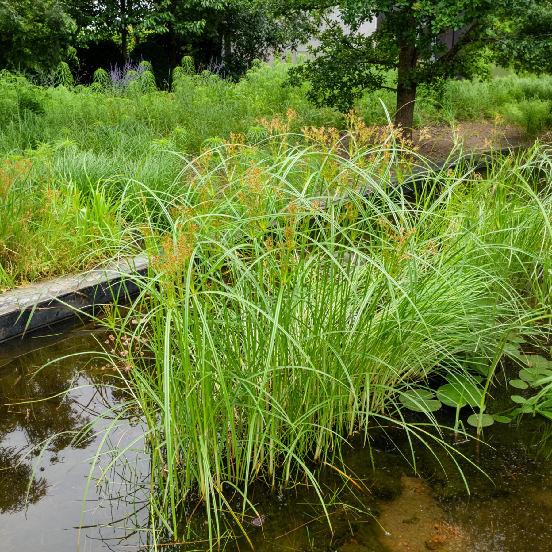 Siergrassen - Cypergras - Cyperus longus