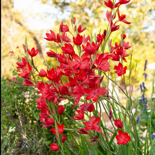 Moerasgladiool 'Major' - Schizostylis coccinea major