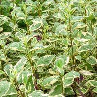 Cornus alba elegantissima - Bonte kornoelje 'Elegantissima' - Heesters