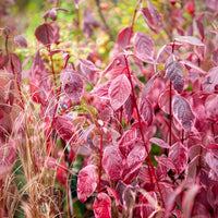 Heesters - Bonte kornoelje 'Elegantissima' - Cornus alba elegantissima
