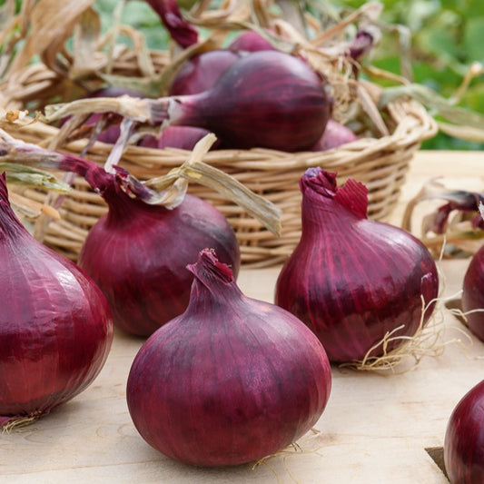 Rode ui 'Red Baron'- BIO - Bakker
