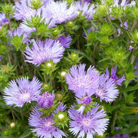 Amerikaanse Blauwe Korenbloem Mels Blue - Stokesia laevis Mels blue - Bakker