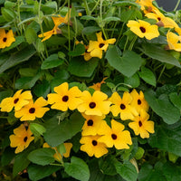 Suzanne-met-de-mooie-ogen - geel - Thunbergia alata Sunny Susy® - Bakker