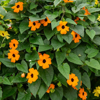 Verkoop Suzanne-met-de-mooie-ogen - Thunbergia alata Sunny Susy®