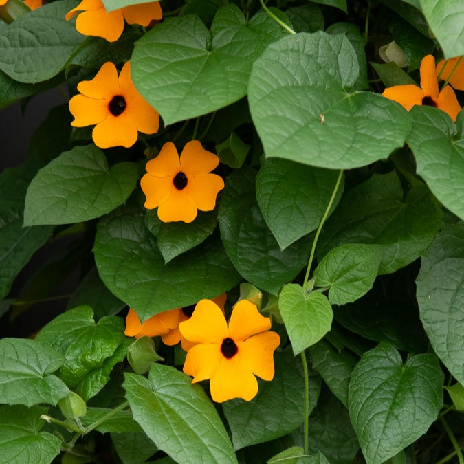 Suzanne-met-de-mooie-ogen - Thunbergia alata Sunny Susy® - Bakker