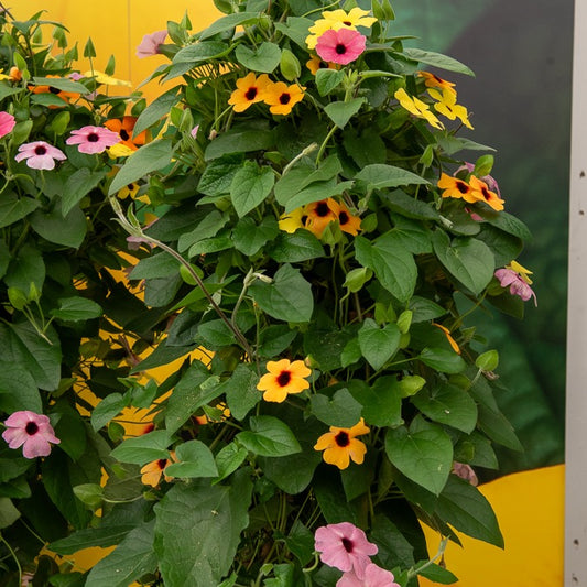 Suzanne-met-de-mooie-ogen Mix - roze + oranje + wit (x3) - Bakker