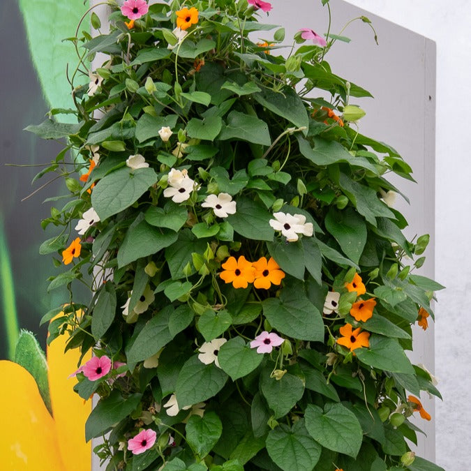 Suzanne-met-de-mooie-ogen Mix - roze + oranje + wit (x3) - Thunbergia alata sunny susy® - Bakker