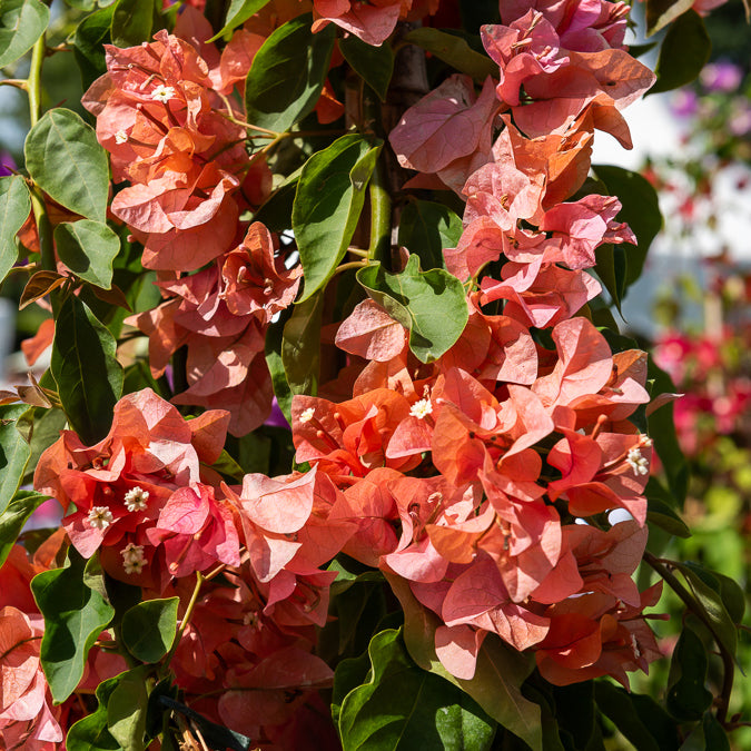 Bougainville - oranje - Bougainvillea orange - Bakker