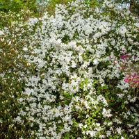 Azalea palestrina - Azalea 'Palestrina' - Azalea's