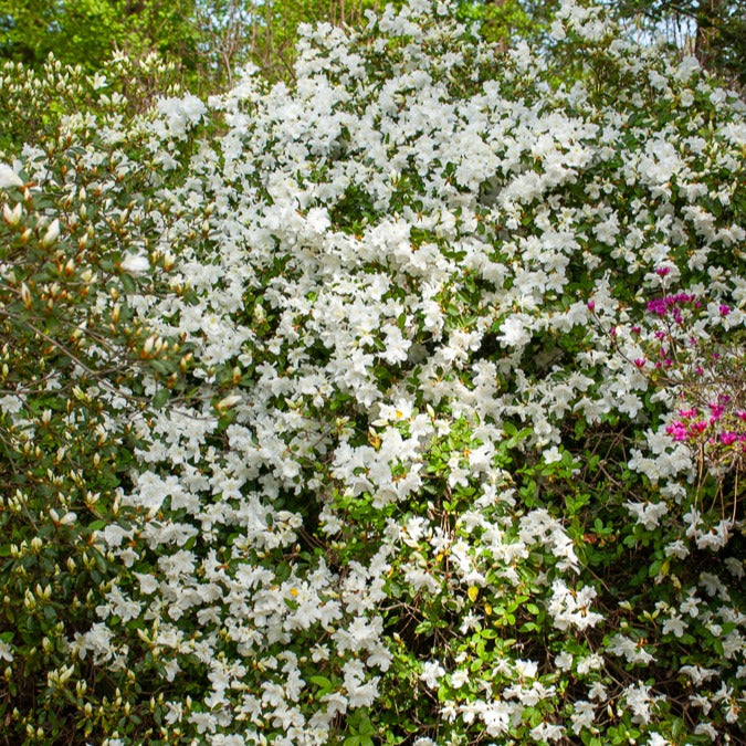 Azalea 'Palestrina' - Azalea palestrina - Tuinplanten